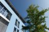 Blue House with gingko tree